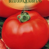 Kako uzgajati paradajz volgograd na svojoj web lokaciji